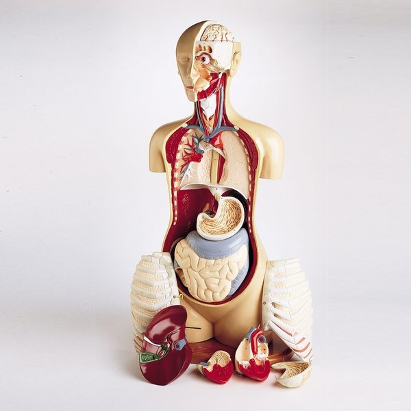 Denoyer-Geppert Anatomical Model, Advanced Knowbody Torso 0709-00